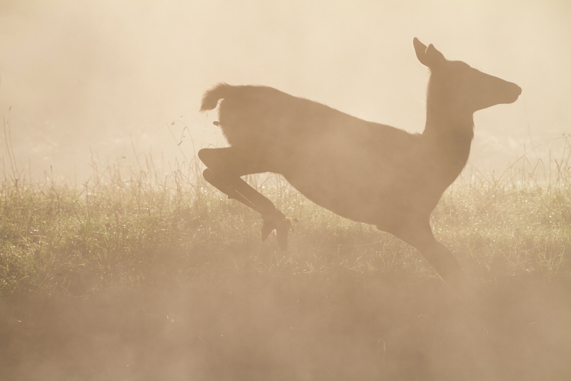 Frolicsome red deer fawn in foggy autumn dance